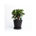 Fyta Tropfer-Set 5 Beams + Wifi Hub