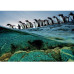 Clementoni Puzzle Eselspinguine 1000 Teile