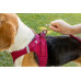 curli Geschirr Vest Air-Mesh XS, Schwarz