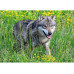 Ravensburger Puzzle Wolf im Natur- und Tierpark Goldau