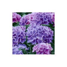 Paper + Design Papierservietten Lilac Hydrangea 33 cm x 33 cm, 20 Stück Paper + Design Papierservietten Lilac Hydrangea 33 cm x 33 cm, 20 Stück