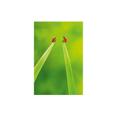 ABC Glückwunschkarte Maienkäfer 12.5 x 17.6 cm ABC Glückwunschkarte Maienkäfer 12.5 x 17.6 cm