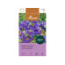 Samen Mauser Campanula glomerata