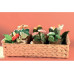 DouDou et compagnie Blumen ass 9 x 1 Assortiert DouDou et compagnie Blumen ass 9 x 1 Assortiert