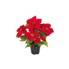 Botanic-Haus Kunstblume Weihnachtsstern Rot Botanic-Haus Kunstblume Weihnachtsstern Rot