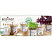 Feel Green EcoPot Glücksklee Feel Green EcoPot Glücksklee