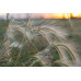 Tokina Festbrennweite atx-m 56 mm f/1.4 Plus – Sony E-Mount