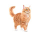 Royal Canin Trockenfutter Ageing 11+ 4 kg