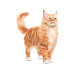 Royal Canin Trockenfutter Ageing 15+ 2 kg
