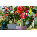 Fyta Tropfer-Set Grow Fyta Tropfer-Set Grow