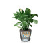 Lechuza CLASSICO Premium LS 43 Anthrazit Lechuza CLASSICO Premium LS 43 Anthrazit