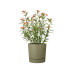 scheurich PLANO+ 13 l Grün scheurich PLANO+ 13 l Grün