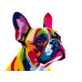 Colorelle Malen nach Zahlen Französische Bulldogge Pop Art