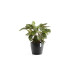 Ecopots Blumentopf Sankara Ø 40 cm Dunkelgrau Ecopots Blumentopf Sankara Ø 40 cm Dunkelgrau