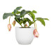scheurich Blumentopf Nova Chalk White, 21 cm