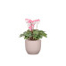 scheurich Blumentopf Nova Blush Rose, 27 cm