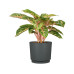 scheurich Blumentopf Plano Nero, 25 cm