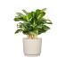 scheurich Blumentopf Plano Avorio, 29 cm