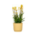 scheurich Blumentopf Plano Matt Yellow, 25 cm