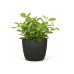 scheurich Blumentopf Aura Anthrazit, 24 cm scheurich Blumentopf Aura Anthrazit, 24 cm