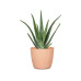 scheurich Blumentopf Aura Peach, 19 cm