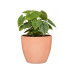 scheurich Blumentopf Keramik Spirit Coral, 19 cm