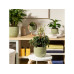 scheurich Blumentopf Breeze Rush Grass, 21 cm