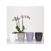 scheurich Orchideengefäss Keramik Glass Moon, 15 cm