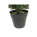 Botanic-Haus Weihnachtsbaum Tannenbaum im Topf, 41 cm