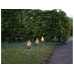 Star Trading Gartenlicht Solar Olympus, 3 Stück
