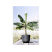 Ecopots Pflanzentopf Oslo 45 Dunkelgrau