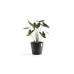 Ecopots Pflanzentopf Amsterdam 30, Dunkelgrau