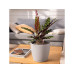 Lechuza Pflanzentopf CLASSICO Color LS 21 - Komplettset Grau