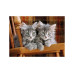Clementoni Puzzle Katzen Clementoni Puzzle Katzen