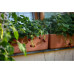 Plastia Bewässerungskasten Berberis 60 cm Braun Plastia Bewässerungskasten Berberis 60 cm Braun