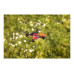 Carson Drohne X4 Quadcopter Angry Bug 2.0 RTF