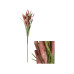 CHALET Blumenstiel Setaria 70 cm, Pink