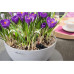 Lechuza Blumentopf Cubeto Color 30 Grau