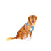 curli Geschirr Vest Air-Mesh LE26 3XS Semi Circle Blau