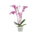 Elho Blumentopf Brussels Orchidee 1.2 l, Transparent