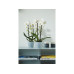 Elho Blumentopf Brussels Orchidee 2.2 l, Transparent