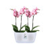 Elho Blumentopf Brussels Orchidee DUO 2.8 l, Transparent