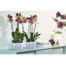 Elho Blumentopf Brussels Orchidee DUO 2.8 l, Transparent