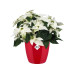Elho Blumentopf Brussels Diamond rund 1.4 l, Lovely Red