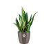 Elho Blumentopf Brussels Diamond rund 4.5 l, Oyster Pearl
