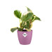 Elho Blumentopf Brussels mini, rund, 1.2 l, Violet