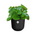 Elho Blumentopf Jazz 2.4 l, Living schwarz