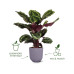 Elho Blumentopf Jazz 3.7 l, Toskanisches rot