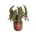 Elho Blumentopf Jazz 3.7 l, Toskanisches rot