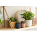 Elho Blumentopf Vibes Fold mini 0.2 l, Zartrosa